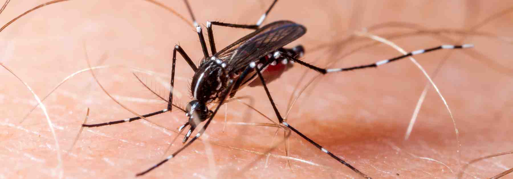 Mosquito up close image